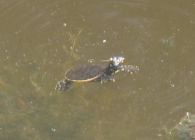 [The turtle is floating at the top of the brown water. Its shell is probably only about half the diameter of the junvenile's shell in the prior image. The dark spots on its shell aren't quite as visible as teh juvenile's because there is less space between the spots so there is less light color. The edge of the shell is yellow and a definite contrast to the dark body. The feet which are flat and almost flipper-like are dark with yellow around the edges and have several yellow zigzagged lines across them. The head is just above the water while the rest of the body is below the surface. There are a few plants visible under the water.]